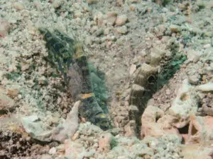 Cryptocentrus strigilliceps Target Shrimpgoby with Dark Marbled Shrimp Alpheus macellarius