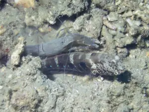 Cryptocentrus strigilliceps Target Shrimpgoby with Grey Shrimp Alpheus species 5