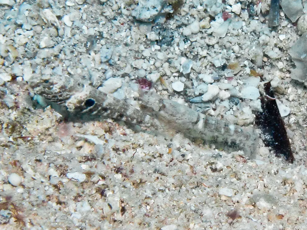 Cryptocentrus strigilliceps Target Shrimpgoby with Tasselled Shrimp Alpheus species 14