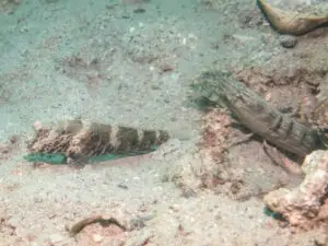 Cryptocentrus strigilliceps Target Shrimpgoby with Titan Shrimp Alpheus rapax