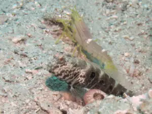 Cryptocentrus strigilliceps Target Shrimpgoby with Yellow Pyjama Shrimp Alpheus ochrostriatus