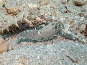 Cryptocentrus strigilliceps with Pale Marbled Snapping Shrimp, Alpheus djiboutensis