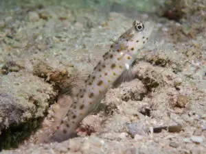 Ctenogobiops aurocingulus Goldstreaked Shrimpgoby