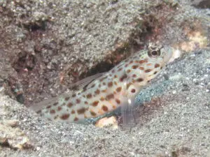 Ctenogobiops aurocingulus Goldstreaked Shrimpgoby