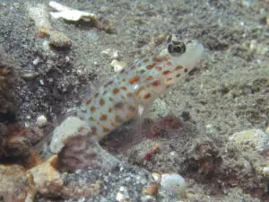 Ctenogobiops aurocingulus Goldstreaked Shrimpgoby