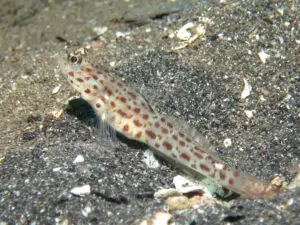 Ctenogobiops aurocingulus Goldstreaked Shrimpgoby