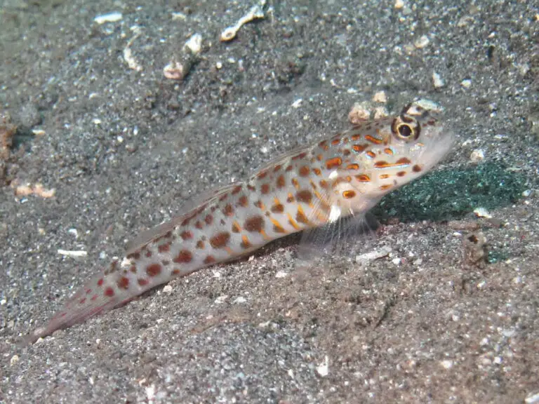 Ctenogobiops aurocingulus Goldstreaked Shrimpgoby