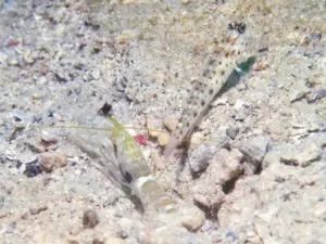 Ctenogobiops aurocingulus Goldstreaked Shrimpgoby with Black-sided Shrimp Alpheus cf djeddensis