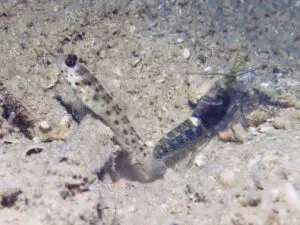 Ctenogobiops aurocingulus Goldstreaked Shrimpgoby with Dark Marbled Shrimp Alpheus macellarius