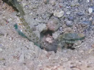 Ctenogobiops aurocingulus Goldstreaked Shrimpgoby with Green Shrimp Alpheus species 4