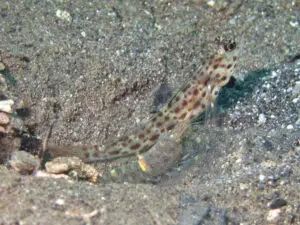 Ctenogobiops aurocingulus Goldstreaked Shrimpgoby with Pale Marbled Shrimp Alpheus djiboutensis