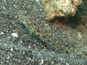 Ctenogobiops crocineus Silverspot Shrimpgoby