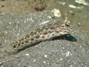 Ctenogobiops crocineus Silverspot Shrimpgoby