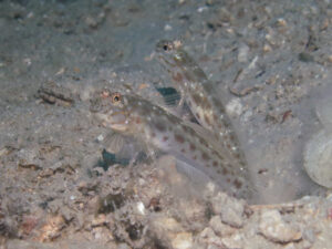 Ctenogobiops crocineus Silverspot Shrimpgoby