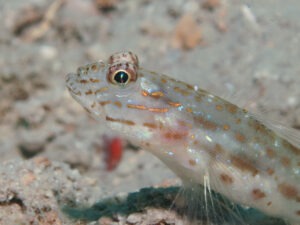 Ctenogobiops crocineus Silverspot Shrimpgoby