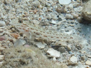 Ctenogobiops crocineus Silverspot Shrimpgoby