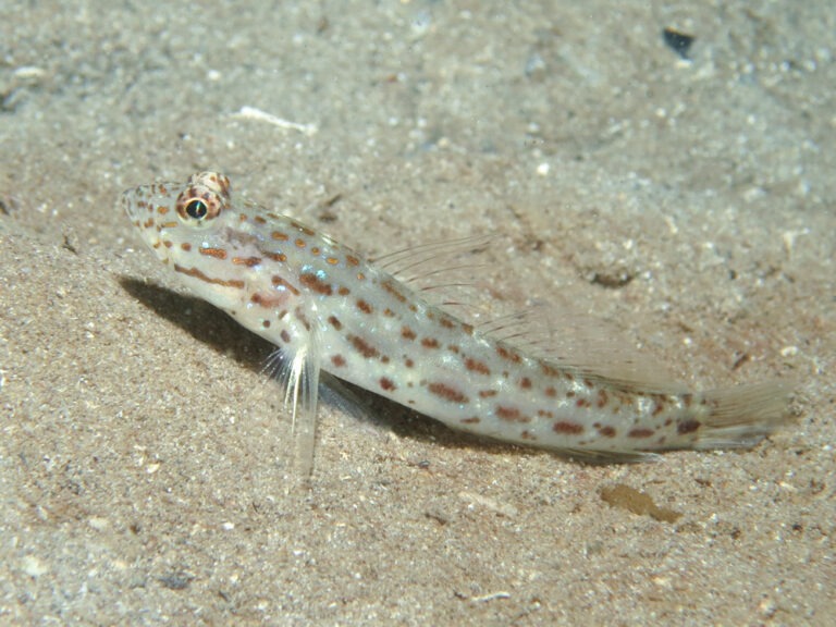 Ctenogobiops crocineus Silverspot Shrimpgoby