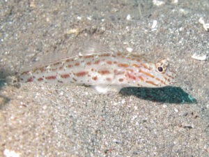 Ctenogobiops crocineus Silverspot Shrimpgoby