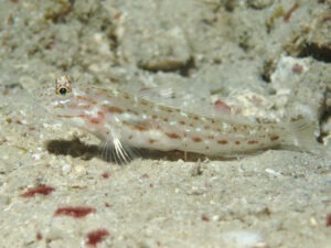 Ctenogobiops crocineus Silverspot Shrimpgoby