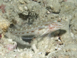 Ctenogobiops crocineus Silverspot Shrimpgoby