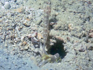 Ctenogobiops crocineus Silverspot Shrimpgoby with Brown Pyjama Shrimp Alpheus ochrostriatus