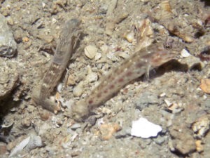 Ctenogobiops crocineus Silverspot Shrimpgoby with Diagonal Barred Shrimp Alpheus rapacida