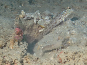 Ctenogobiops crocineus Silverspot Shrimpgoby with Grey Shrimp Alpheus species 5