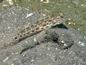 Ctenogobiops crocineus Silverspot Shrimpgoby with Pale Marbled Shrimp Alpheus djiboutensis