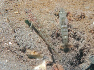 Ctenogobiops crocineus Silverspot Shrimpgoby with Pigpen Shrimp Alpheus rapacida