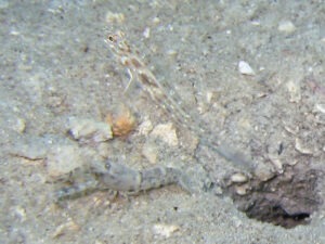 Ctenogobiops crocineus Silverspot Shrimpgoby with Tasselled Shrimp Alpheus species 14