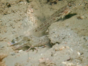 Ctenogobiops crocineus Silverspot Shrimpgoby with Titan Shrimp Alpheus rapax