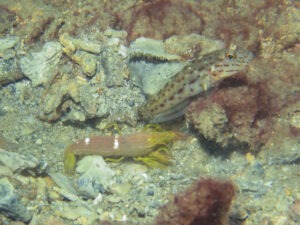 Ctenogobiops crocineus Silverspot Shrimpgoby with Yellow Pyjama Shrimp Alpheus ochrostriatus