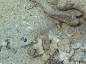 Ctenogobiops feroculus Fierce Shrimpgoby