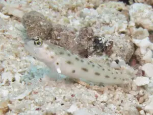 Ctenogobiops feroculus Fierce Shrimpgoby