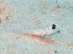 Ctenogobiops feroculus Fierce Shrimpgoby