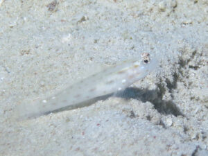 Ctenogobiops feroculus Fierce Shrimpgoby