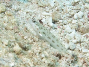 Ctenogobiops feroculus Fierce Shrimpgoby