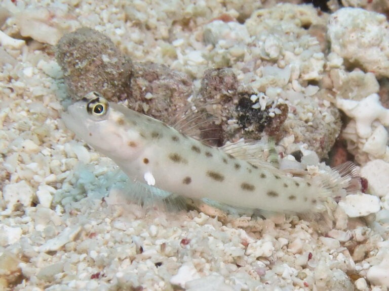 Ctenogobiops feroculus Fierce Shrimpgoby