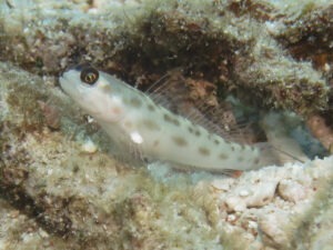 Ctenogobiops feroculus Fierce Shrimpgoby