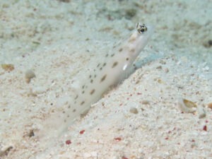 Ctenogobiops feroculus Fierce Shrimpgoby