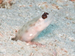 Ctenogobiops feroculus Fierce Shrimpgoby