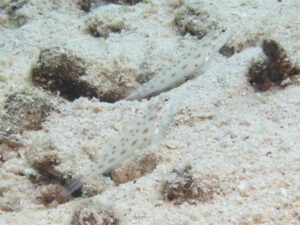 Ctenogobiops feroculus Fierce Shrimpgoby