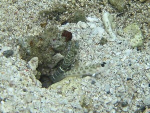 Ctenogobiops feroculus Fierce Shrimpgoby with Banded Shrimp Alpheus species 1