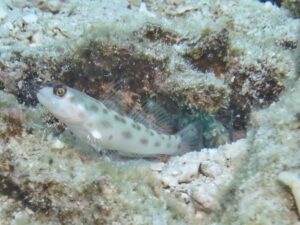 Ctenogobiops feroculus Fierce Shrimpgoby with Dark Marbled Shrimp Alpheus macellarius