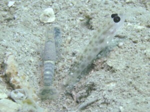 Ctenogobiops feroculus Fierce Shrimpgoby with Pale Marbled Shrimp Alpheus djiboutensis