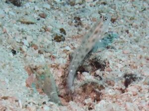 Green Snapping Shrimp, Alpheus species 4