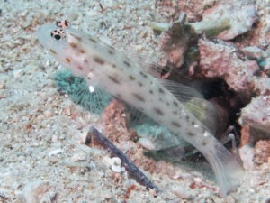 Ctenogobiops mitodes Thread Shrimpgoby