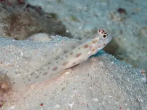 Ctenogobiops mitodes Thread Shrimpgoby