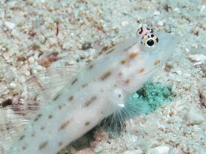 Ctenogobiops mitodes Thread Shrimpgoby