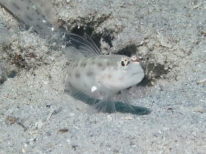 Ctenogobiops feroculus Fierce Shrimpgoby